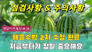 애플수박 2차 수정 상황- 지금부터가 중요해요 애플수박(주의사항&점검상황)