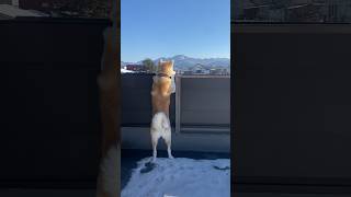 【秋田犬】晴れてる雪景色綺麗だね☺️#大館 #秋田犬