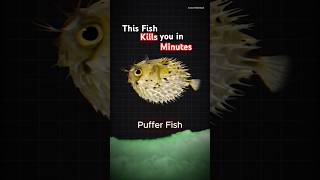 This Fish Kill You In Minutes    #fish #poison #animals #shorts