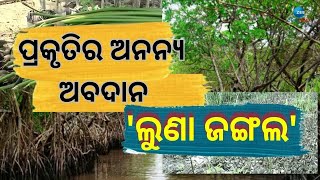 Bhitarkanika Mangrove Forest । ଓଡି଼ଶାର ଅନନ୍ୟ ସୁରକ୍ଷା କବଚ ବିସ୍ମୟ ହେନ୍ତାଳ ବଣ । Odisha Kendrapara News