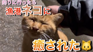 #36 アジ狙いで堤防に行ったらカンパチ釣れて、漁港に行ったらネコに癒された🐱