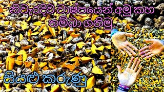 නිවැරදිව වාෂ්පයෙන් කහ තම්බමු | turmeric boiling process | Ceylon Agro -2022 | Episode 42.