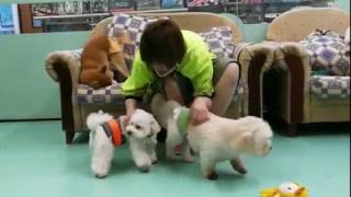 【DOG HOTEL】狗狗酒店 Because you smiled, our hearts melted  ٩(*˘ ³˘)۶❤