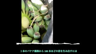 2022.12.06 山のバナナ畑で