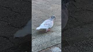 白鳩さんの足がぁ〜、、、🥲