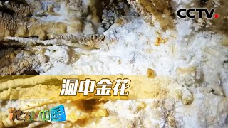 洞中金花：岩石上怎么会开出金灿灿的“花朵”？节目组前往房山一探究竟！20220923 |《地理·中国》CCTV科教