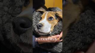 愛犬の耳掃除♪ #ビーグル #愛犬 #子犬 #beagle #dog #doglife #doglovers #puppy #dogs