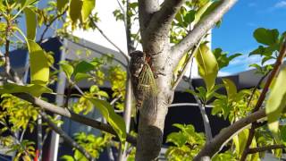 Japanese cicada called KUMAZEMI