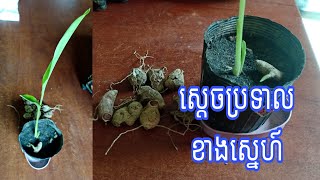 បើចង់រកស៊ី លក់ដូរដាច់ ត្រូវតែដាំ ប្រទាល ២នេះ | Khmer succulents