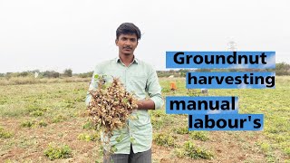 #Groundnut harvesting||manual labours #