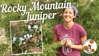 Rocky Mountain Juniper (Ep. 14) - Botany with Brit