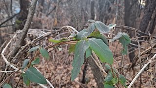 관절 과 몸속의 모든 염증을 치료하는 항암치료제 |건강정보 HERBS