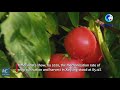 globalink how to plant tomatoes in china s xinjiang