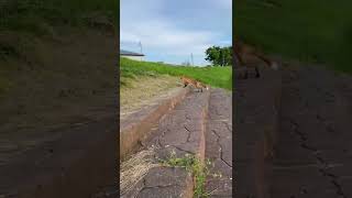 きつねに遭遇　チョロチョロ　#北海道 #きつね　#きつねダンス