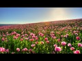 Above & Beyond feat. Zoë Johnston - Save Me (1080p HD)