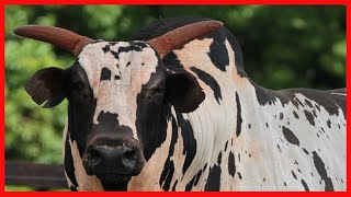 🔴 Nelore Pintado ✅ Cow Bull 🏆 3