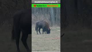 Stumbrai (lot. Bison bonasus)/European bison in Lithuania