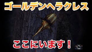 MHW ゴールデンヘラクレス採ったどー！