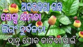 ଅକରକରା ଗଛର ଔଷଧୀୟ ଉପଯୋଗ। Medicinal plants Akarkara  benefits in odia,