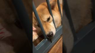 ハウスから出た過ぎる柴犬