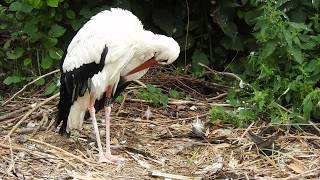 巣で羽づくろいするシュバシコウ 卵もあります。 White Stork 2018 0721