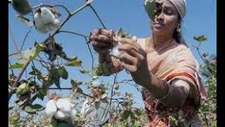 Amazing tips for cotton cultivation in kannada