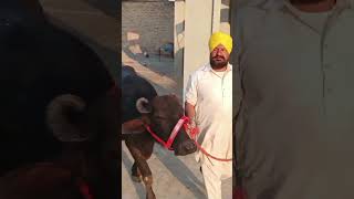 ਹਰਿਆਣੇ ਦੀ ਮੋਰਾ ਨਸਲ ਦੀ ਝੋਟੀ #animals  #hiron kalan