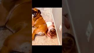 Funny Babies Playing With Dogs Cute Compilation🤣#shorts #funnybabies #cutebabies #babyvideos