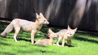 CSUB KITFOX CUTENESS