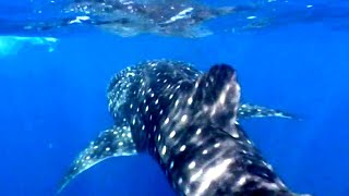 Unlocking the Secret Lives of Giant Sharks with Satellite Tracking