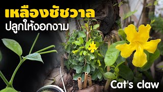 กระถางธรรมชาติ ปลูกต้นเหลืองชัชวาล : Cat's Claw plant