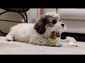 Teddy Bear (Shih Tzu + Bichon Frise) - Hanging Out With Gary