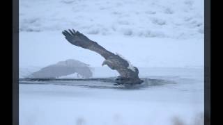 Atak bielika na wydry, zdjęcia.The attack on white-tailed otter, photos