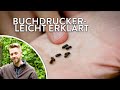 Borkenkäfer leicht erklärt - Buchdrucker-Wissen in 60 Sekunden (6/6)