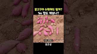 꿀고구마 수확 전 확인해보니?