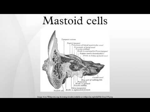 Mastoid Cells - YouTube