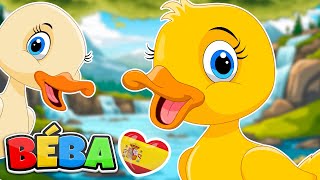 Cinco Patitos | LAS RUEDAS DEL AUTOBÚS | Canciones infantiles en español | BÉBA