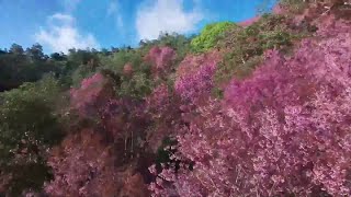 樹齢１００年の桜が満開　雲南省隴川県