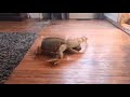 iguana tussles with toy viralhog