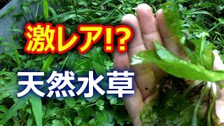 【アクアリウム】田んぼでのんびり水草探し！【のんびり動画】