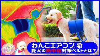 NHKまちかど情報室で紹介のわんこエアコン　その実力は？？犬の熱中症対策 冷たい冷えるクールスマイルのテクノロジー水冷式犬冷却システムでお散歩快適！