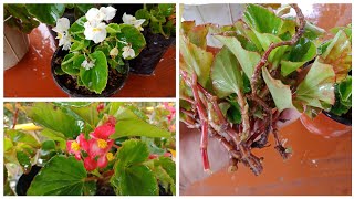 How To Care Begonia | How To Grow Begonia From Cuttings