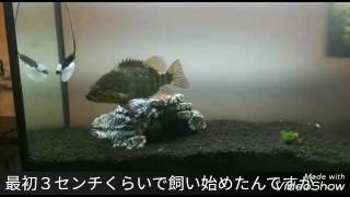 オヤニラミとガサガサで採れた生き物達