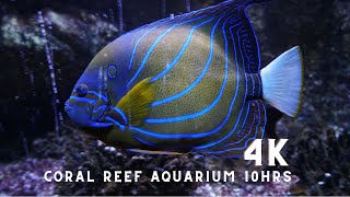Unwind with Serene Moonlight: 10 Hours of Coral Reef Aquarium