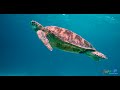 the turtles and the fishes the island s riches balicasag island bohol paradise philippines