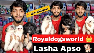 Pet Market In Gorakhpur| 😱🔥| Lasha Apso| Persian cat | Puppy, Dog, Fishes, Rabbit ,Rat Shop| #gkp