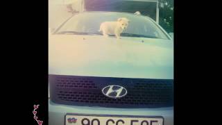 Merdekan Deniz Kenari Video Klip Mp4 Mp3