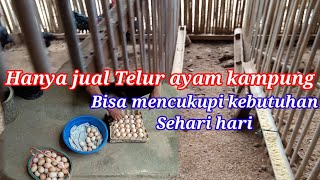 hanya jual telur ayam kampung bisa mencukupi kebutuhan sehari hari#ternakayamkampung