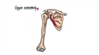 Skeletal system | ระบบโครงกระดูก