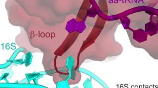 Ribosomal decoding